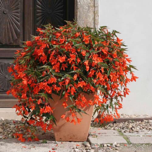 Boliivia begoonia "Copacabana Orange" F1