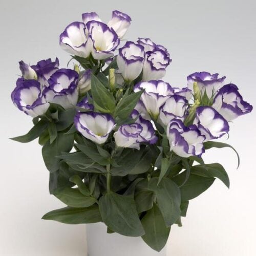 Suureõieline preeriakell "Carmen Blue Rim" F1