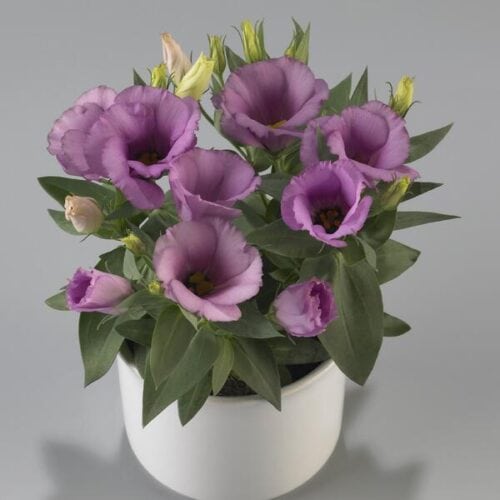 Suureõieline preeriakell "Carmen Lilac" F1