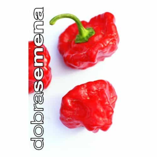 Kariibi paprika "Jamaican Hot Red"