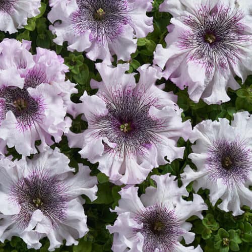 Petuunia "Superbissima Alba" F1
