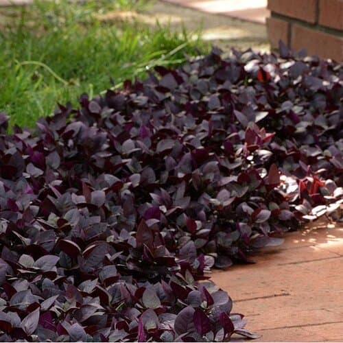 Hambune kõlupea "Purple Knight"