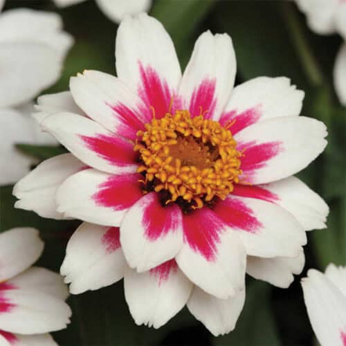 Neitsi-pruudisõlg "Zahara Rose Starlight"