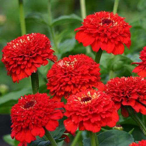 Harilik pruudisõlg "Zinderella Red"