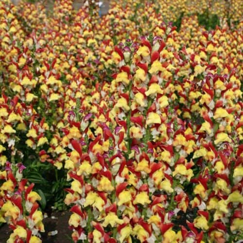 Lõvilõug "Mango Twist"