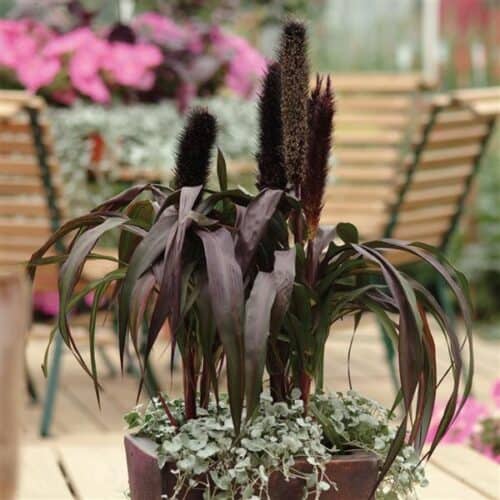 Neegri-hiidhirss "Purple Baron" F1