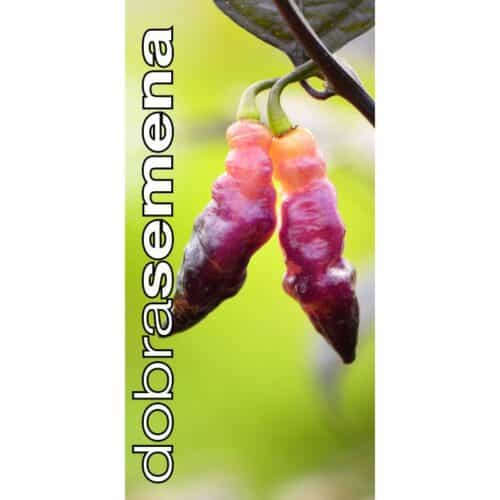 Kariibi paprika "Pink Tiger"