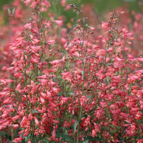 Habe-peekerlill "Twizzle Coral"