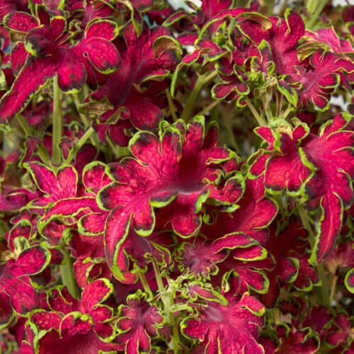 Värd-kirinõges "Colocha Rose"