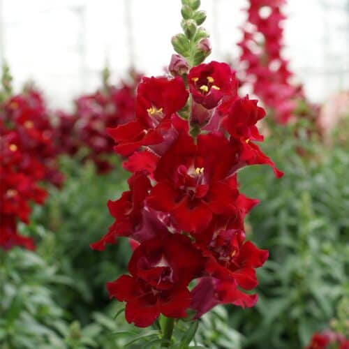 Lõvilõug täidisõieline "Doubleshot Crimson Red"