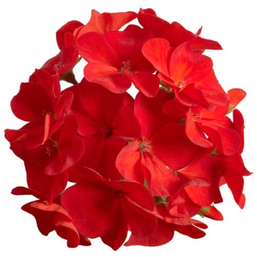 Viirpelargoon "Falcon Scarlet" F1