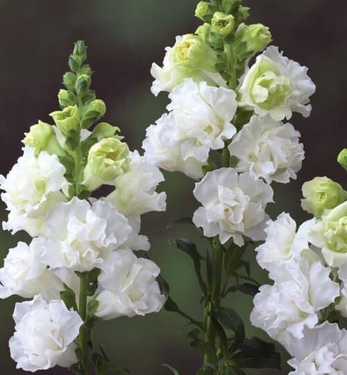 Lõvilõug täidisõieline "Legend Double White" F1