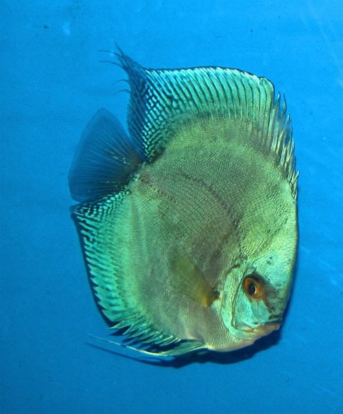 Green Diamond Discus (2 Inches)