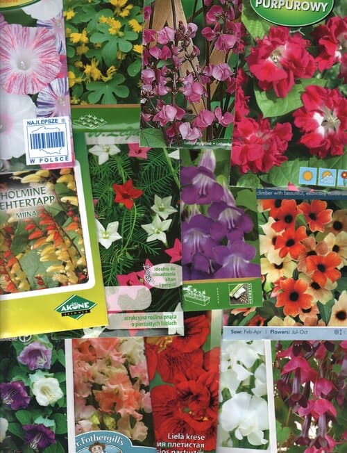 Kinkekomplekt ronilillede sõbrale - 13 pakki põnevate ronivate suvelillede seemneid ja kinkekott!