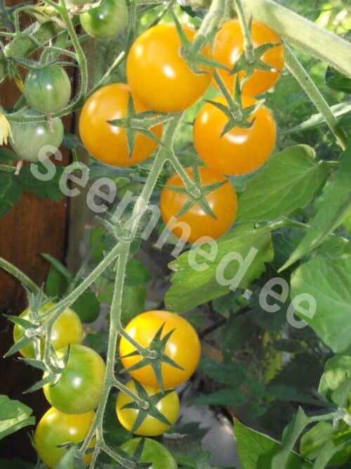 Tomat "Goldkrone" - Image 2