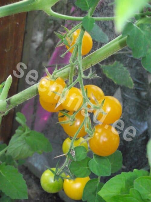 Tomat "Goldkrone" - Image 3