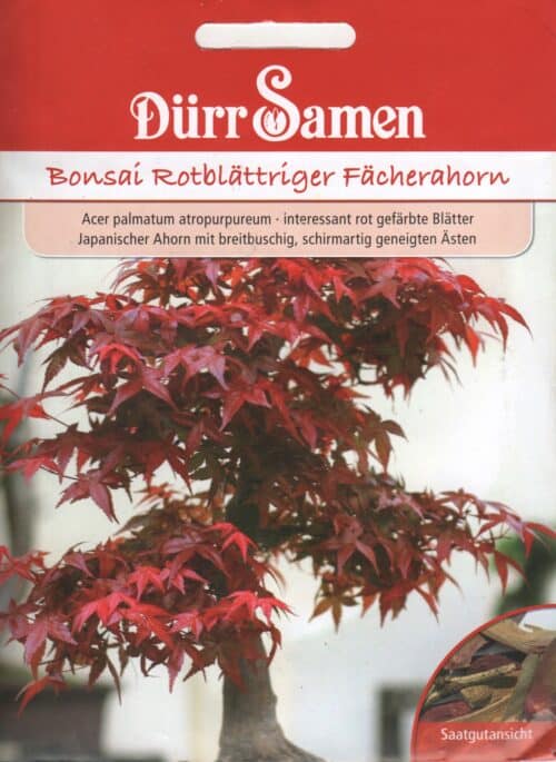 Kämmalvaher  "Atropurpureum"