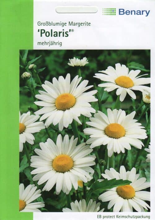 Suureõieline härjasilm "Polaris"