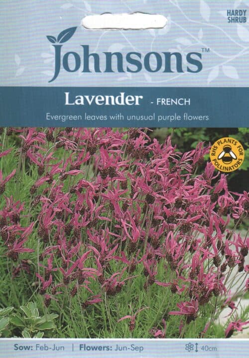 Prantsuse lavendel
