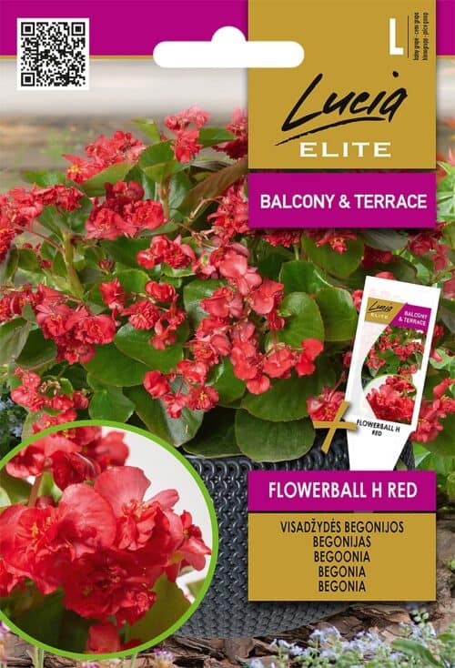 Alatiõitsev begoonia täidisõieline "Flowerball Red" F1