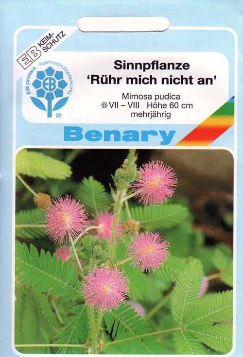 Häbelik mimoos "Rühr Mich Nicht An"