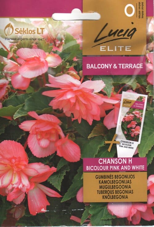 Ripp-mugulbegoonia "Chanson Bicolor Pink and White" F1