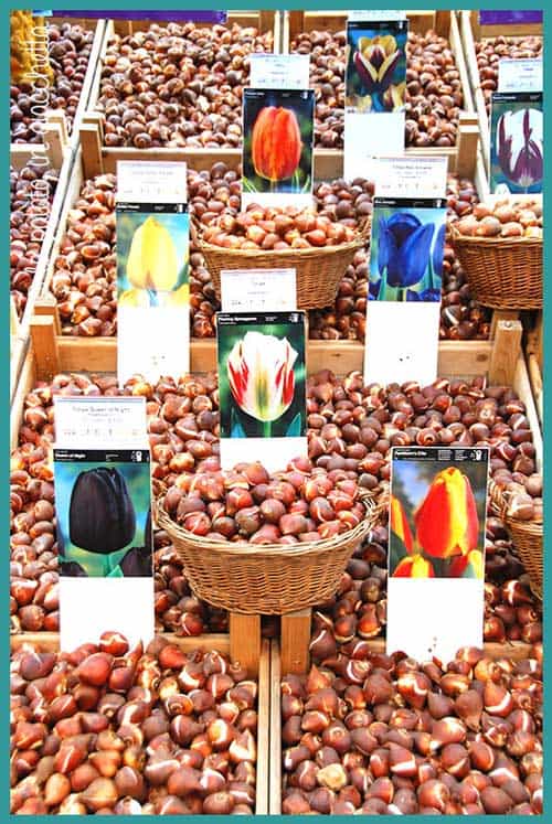Il mercato dei fiori è tra le cose da non perdere a Amsterdam Il mercato dei fiori è tra le cose da non perdere a Amsterdam