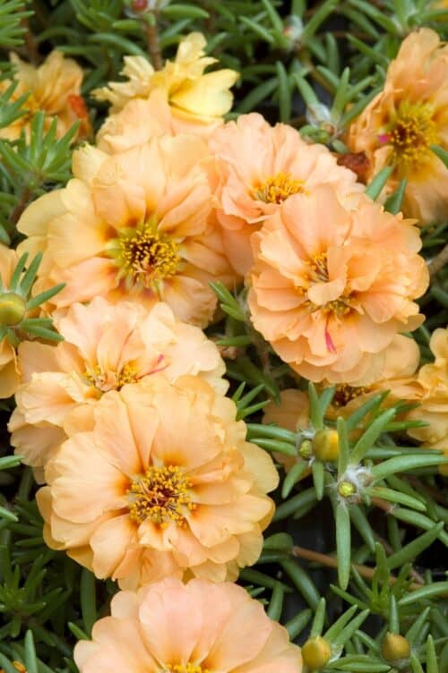 Suureõieline portulak "Sundial Mango" F1