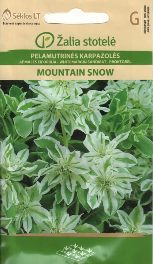 Kirjulehine piimalill "Mountain Snow"