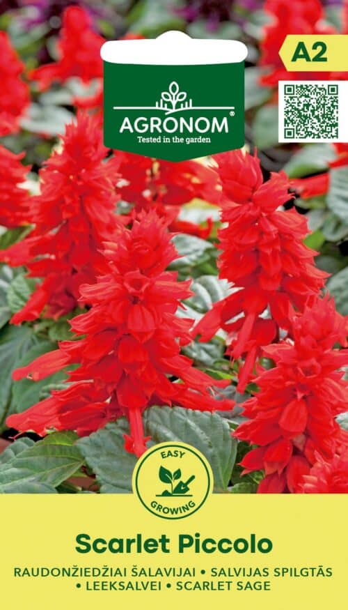 Leeksalvei "Scarlet Piccolo"