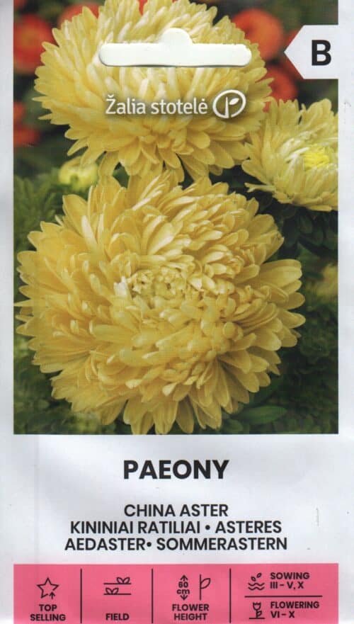 Aster "Paeony Yellow"
