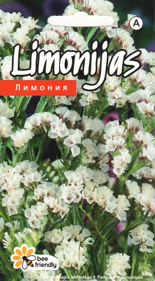 Kääruline parkjuur valge