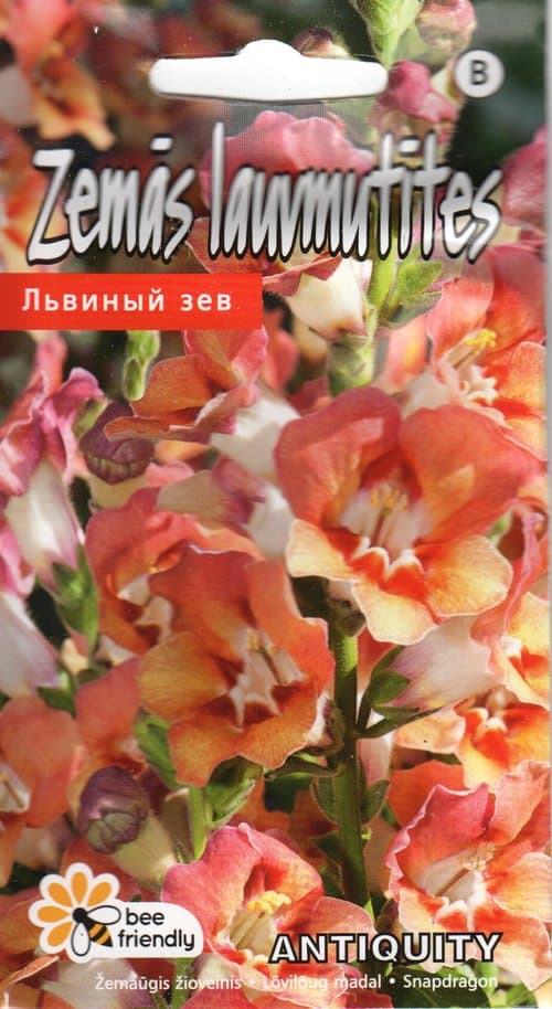 Lõvilõug "Antiquity" F1