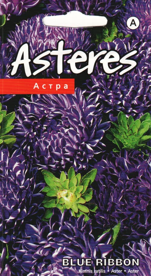 Aster "Ribbon Blue"