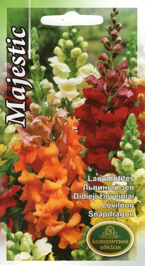 Lõvilõug "Majestic"
