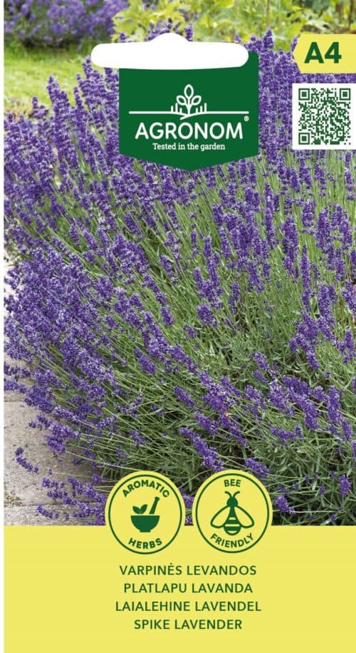 Laialehine lavendel "Spike Lavender"