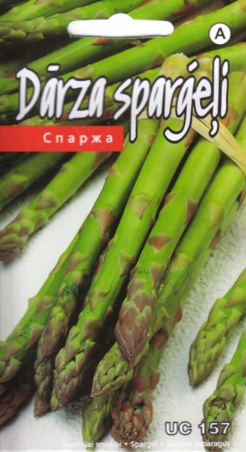 Spargel "UC 157"