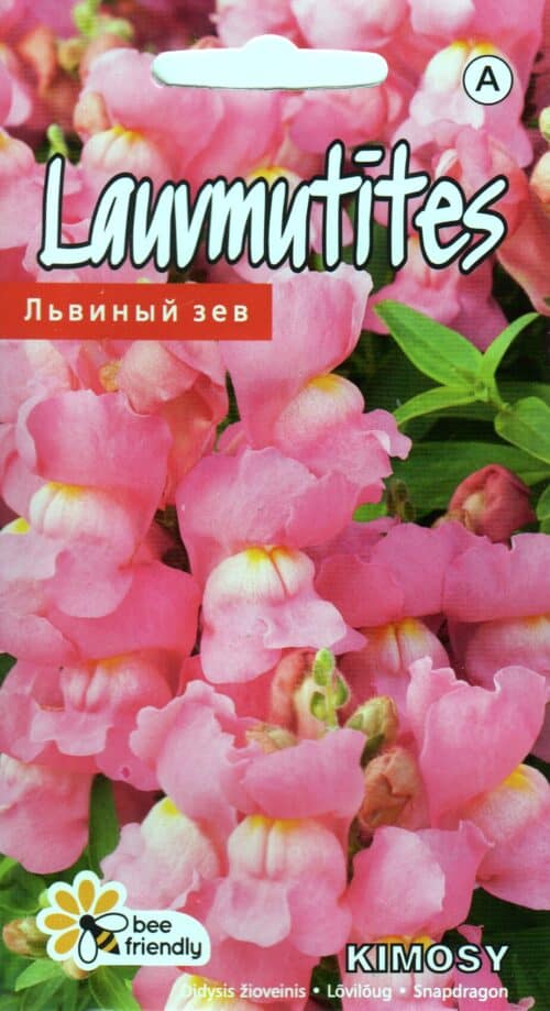Lõvilõug kääbus "Kimosy Pink"