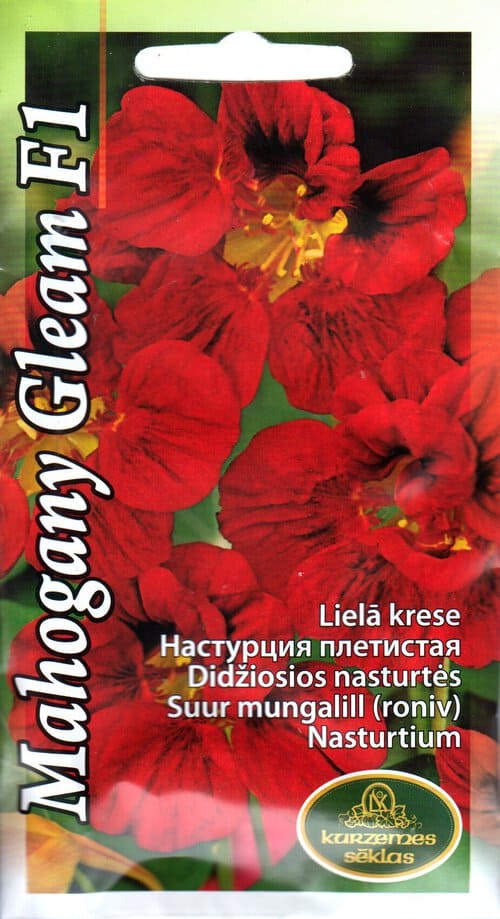 Suur mungalill "Mahogany Gleam" F1