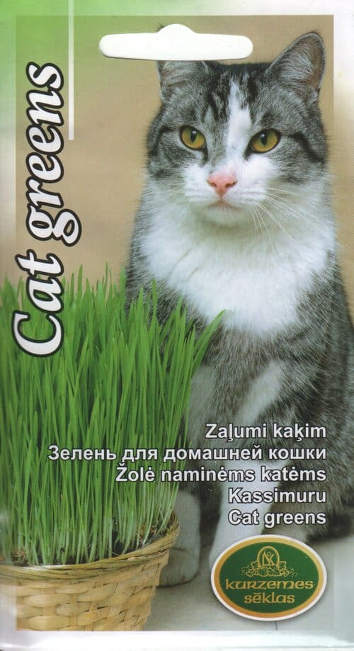 Kassimuru - itaalia raihein "Druva"