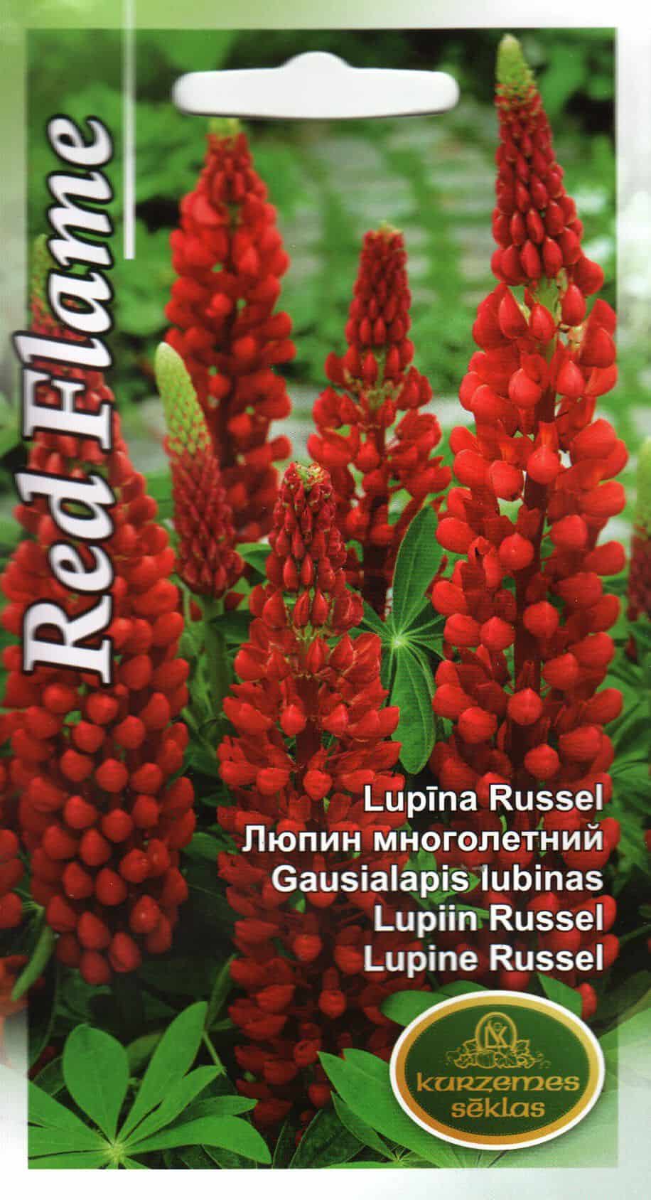 Hulgalehine lupiin "Red Flame"