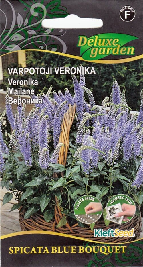 Kassisaba "Spicata Blue Bouquet"