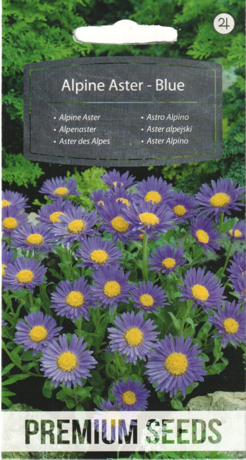 Alpi aster "Blue"