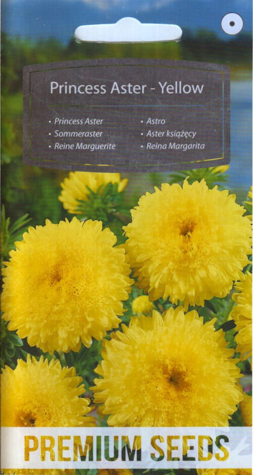 Aster "Princess Yellow"