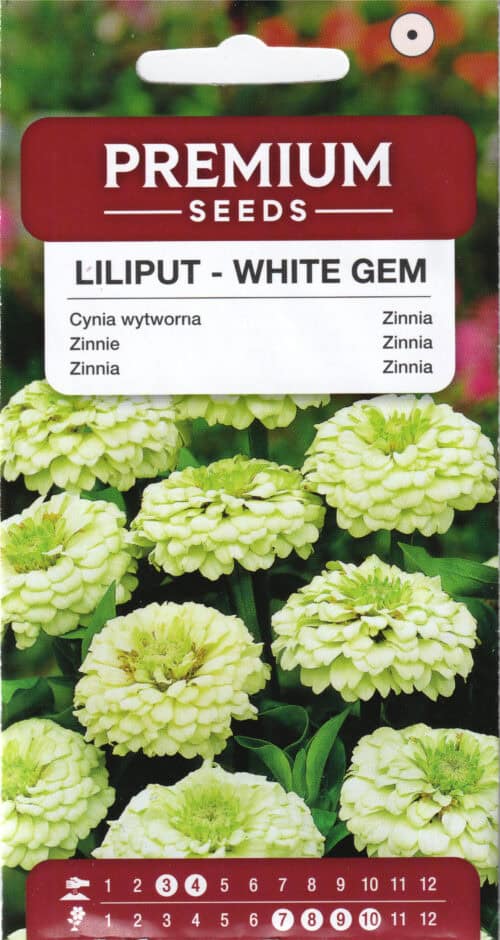 Harilik pruudisõlg "Liliput White Gem"