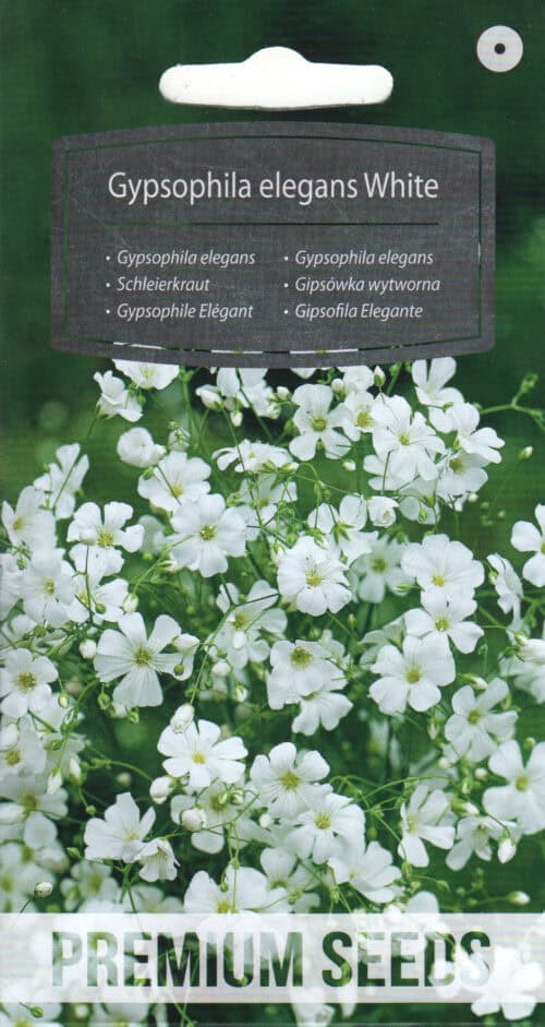 Kaunis kipslill "White"