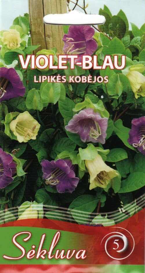 Mehhiko vanikkuljus segu "Violet Blau"