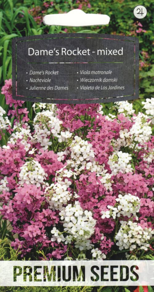 Harilik öölill "Dame`s Rocket Mixed"