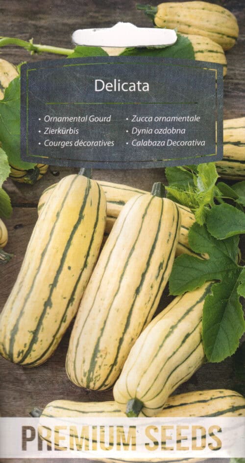 Kõrvits - dekoratiivne suvikõrvits "Delicata"