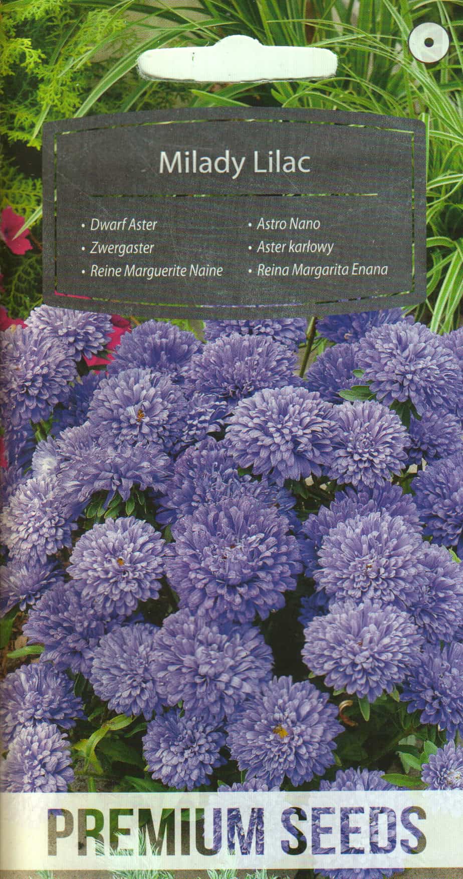 Aster "Milady Lilac"